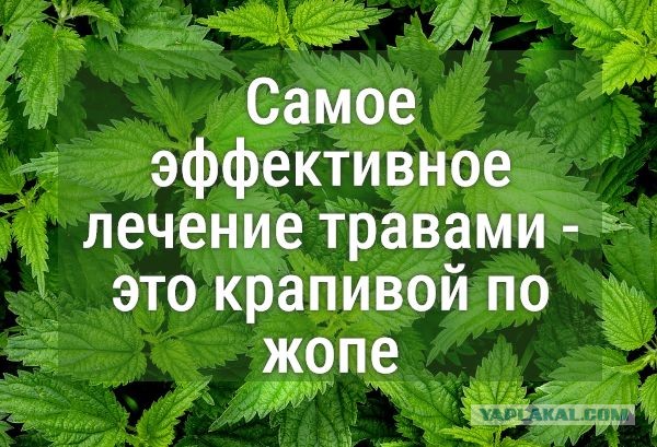 Так вот почему крапива, такая жгучая