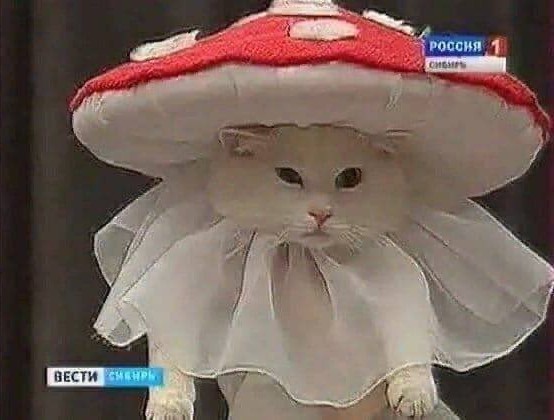 Весёлый полтишок 01.02