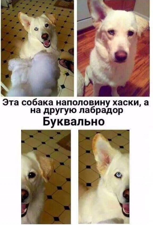 Баянисто-небаянистый юмор 17.05.22