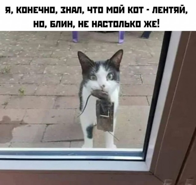 Юмор в картинках и без 12.04
