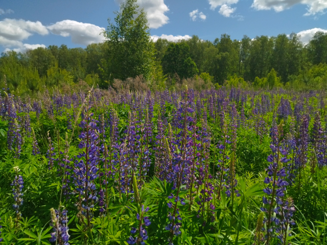 Инвазивные растения: Невольные странники или агрессивные захватчики?