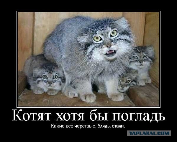 Погладь манула! Погладь манула сцуко!