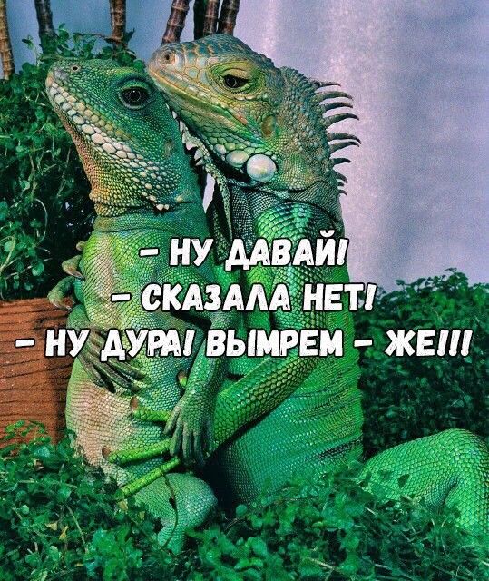 Зелёная тема