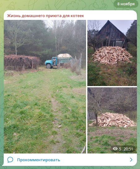 Жизнь домашнего приюта для котеек 562