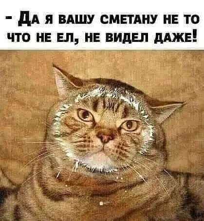 Корги и свекла
