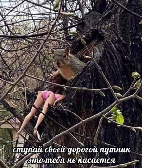 Картинки для деградации 147 (разной степени свежести)