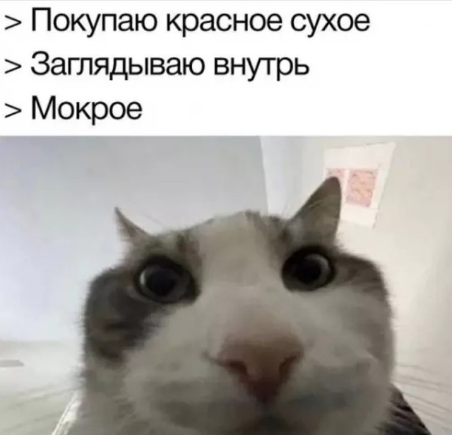 К котовторнику: подборка картинок-баянов с котиками и про котиков. Выпуск 38.