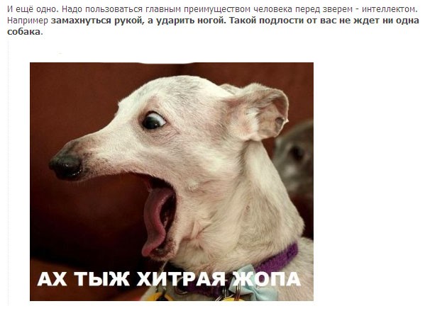 Жабельный собакен