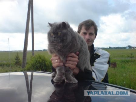 Котиковая выставка "Инфокот 2013"