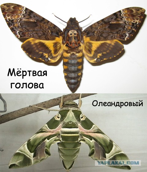 Помогите спасти бабочку