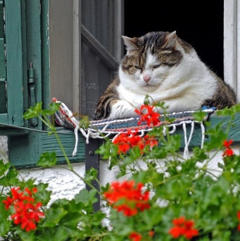 С Котовторником!