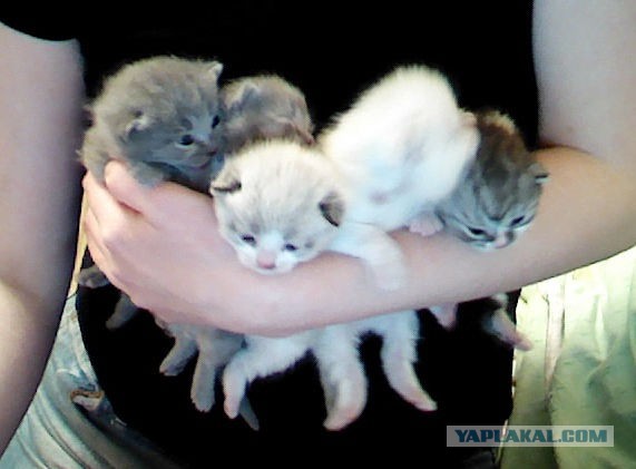 Котовторник 27.5.2014