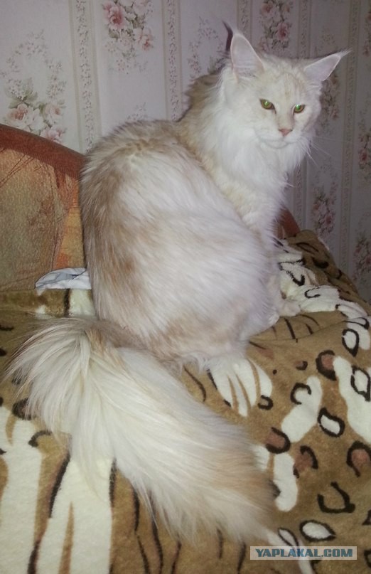 Котовторник 12.08.2014