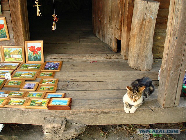 Котовторник 02.09.2014