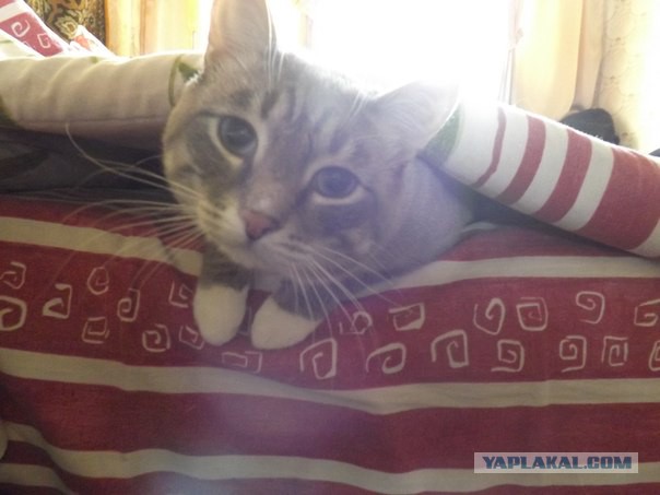 Котовторник 02.09.2014