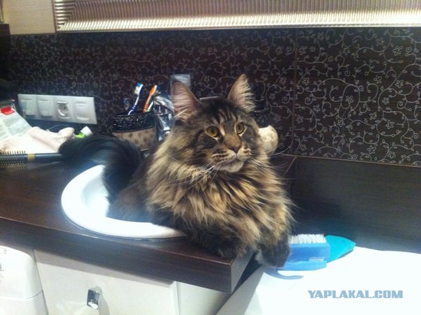 Котовторник 11.11.2014