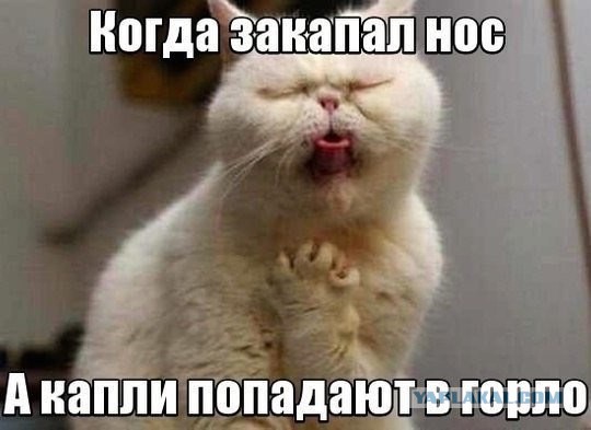 Весёлые картинки