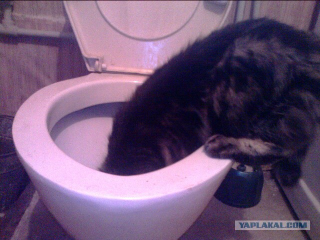 Котовторник 2.12.14