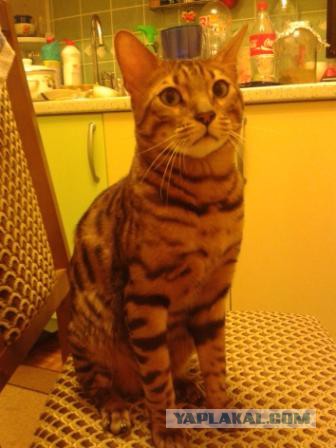 Котовторник 16.12.2014