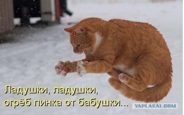 Котэ, которых застали врасплох
