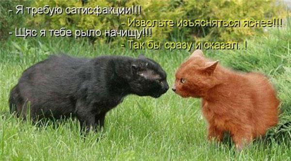 Веселости которые встретились сегодня