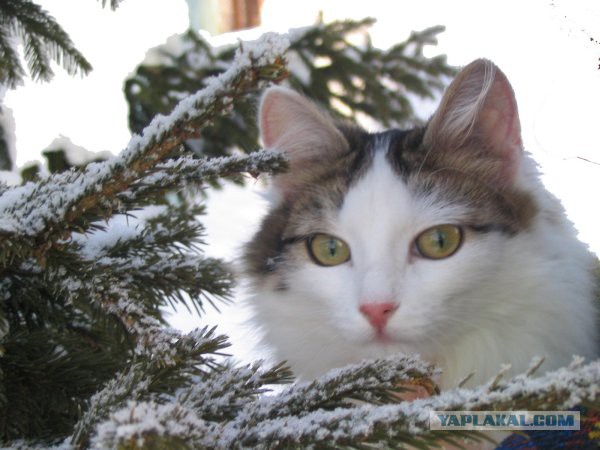 Котовторник 31.03.2015