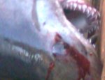 В Приморье акула откусила купальщику руки