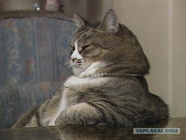 17 фотографий котов