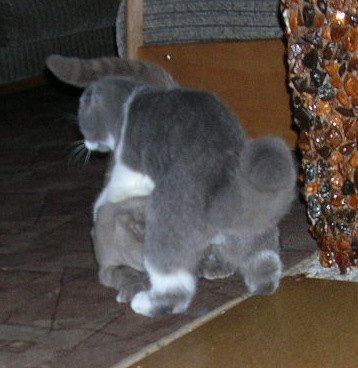 Коты, кошки, котята