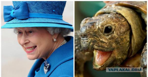 Знаменитости и их  двойники из мира животных