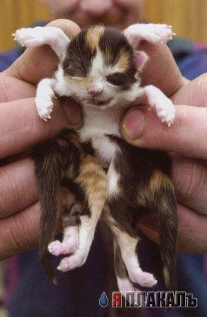 Коты, кошки, котята