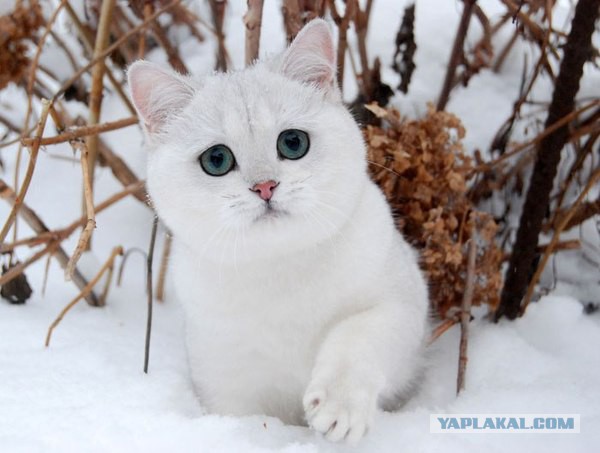 Скотинки - Животинки