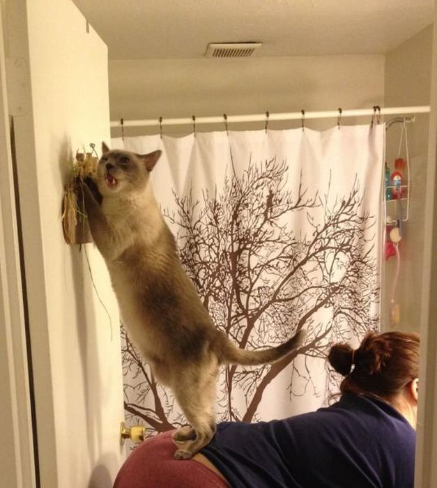 Демы к котовторнику!