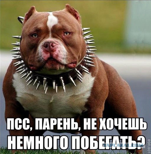 Питбуль. Вес 78 кг. Длина почти 180 см. о_О