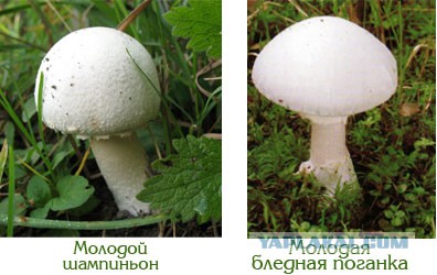 ЯП-всезнающий, помоги разобраться! Всего 5 фото