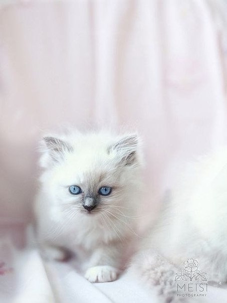 Коты из сети