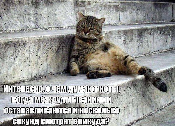 Смешные комментарии 26.02.2017