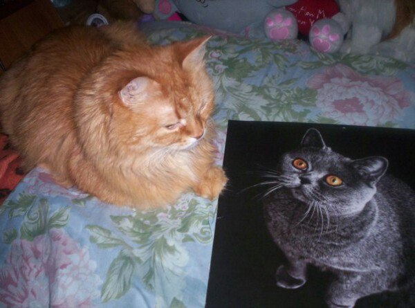 Коты и Кошки