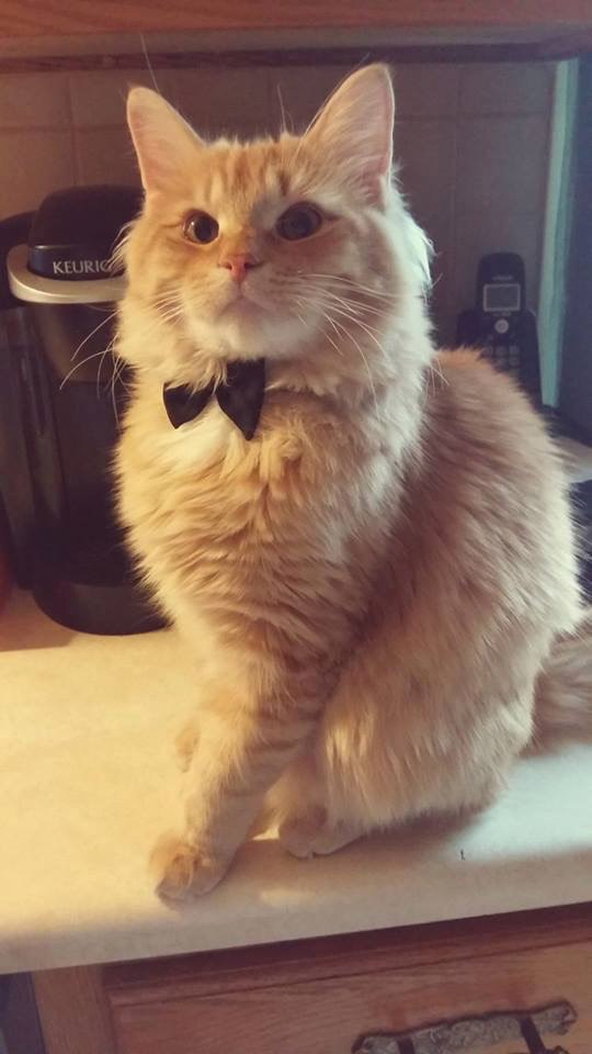 Коты и Кошки