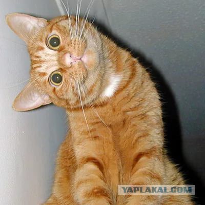 Нормальная такая свадьба...