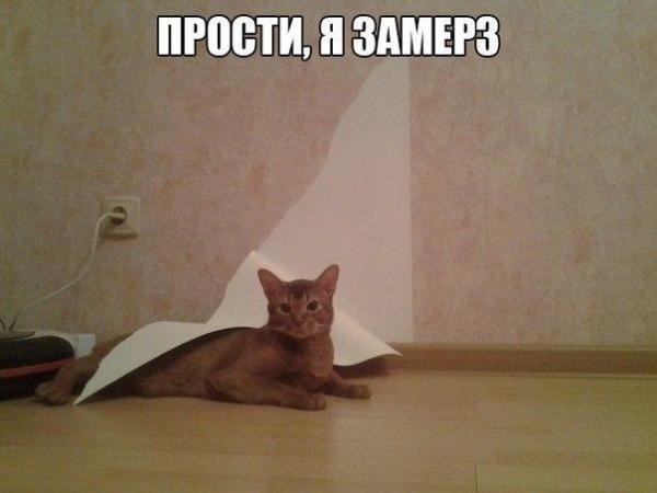 184 картинки для поднятия настроения!
