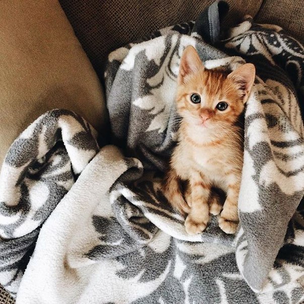 Коты и Кошки