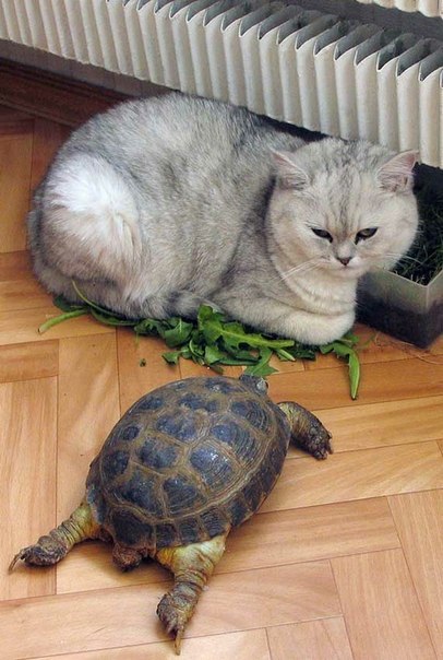 24 кота, которые подняли дерзость на новый уровень