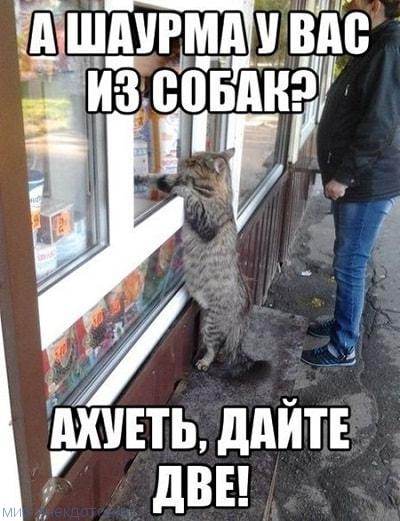 Забавные фото с надписями