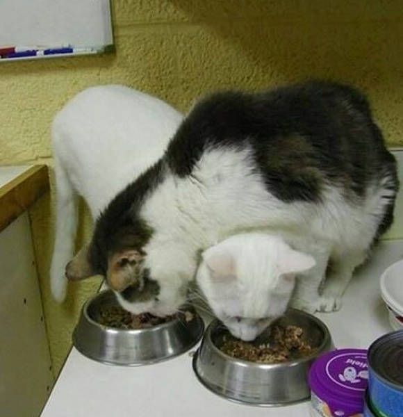 Коты и Кошки
