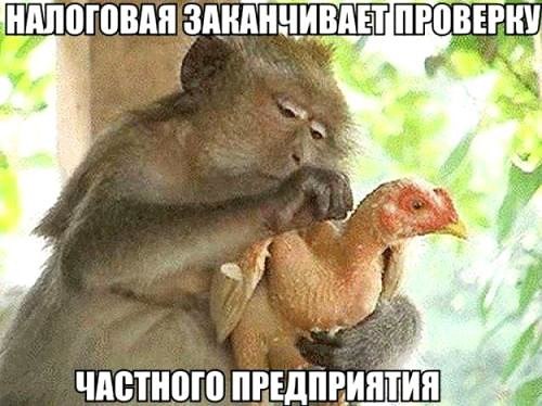 Мнение власти о бизнесе: Умение собирать налоги, это умение общипать курицу, чтоб она кричала, но не умерла