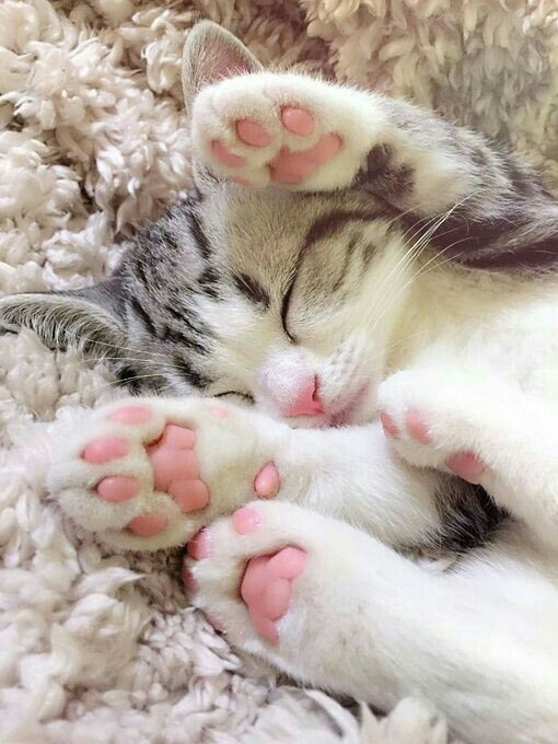 Коты и Кошки