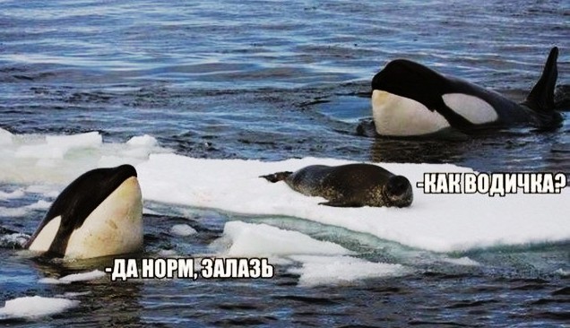 Кто сказал, что тюлени не летают?