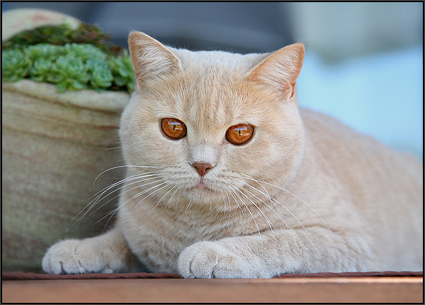 Котовторник на ЯПлакалъ