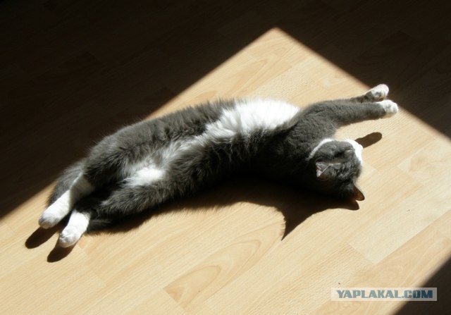 Котовторнику Да (09.12.08)